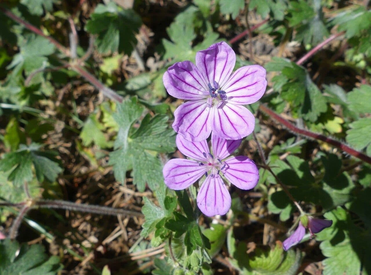 Géranium