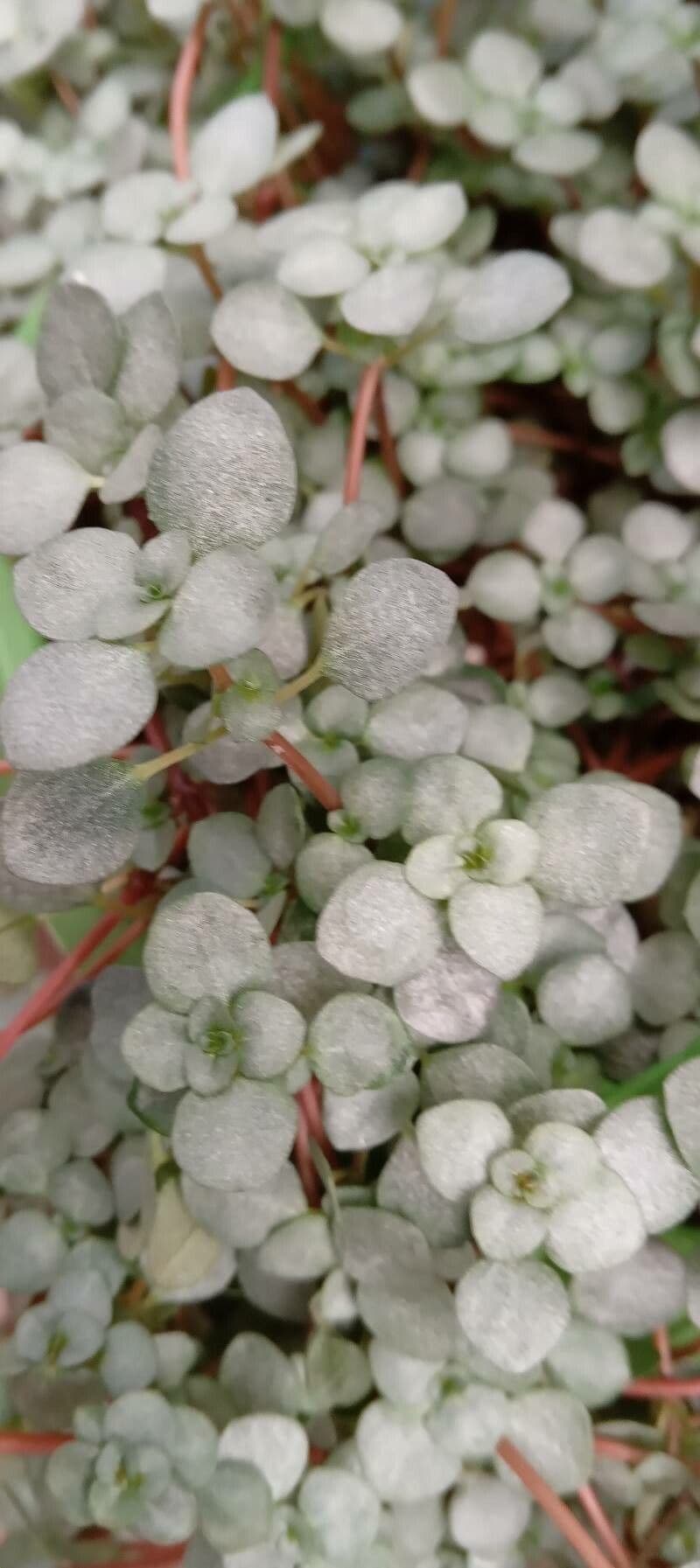 Pilea 10