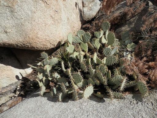 Nopal de espinas marrones 23