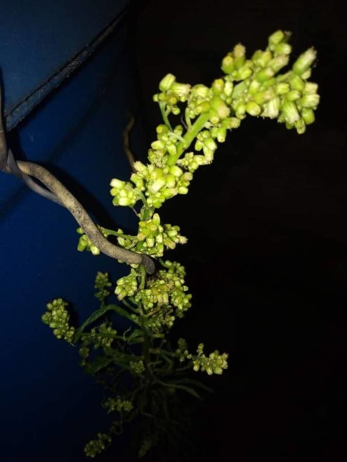 Lepidocupania 16