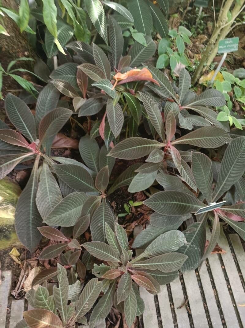 Hoffmannia 3