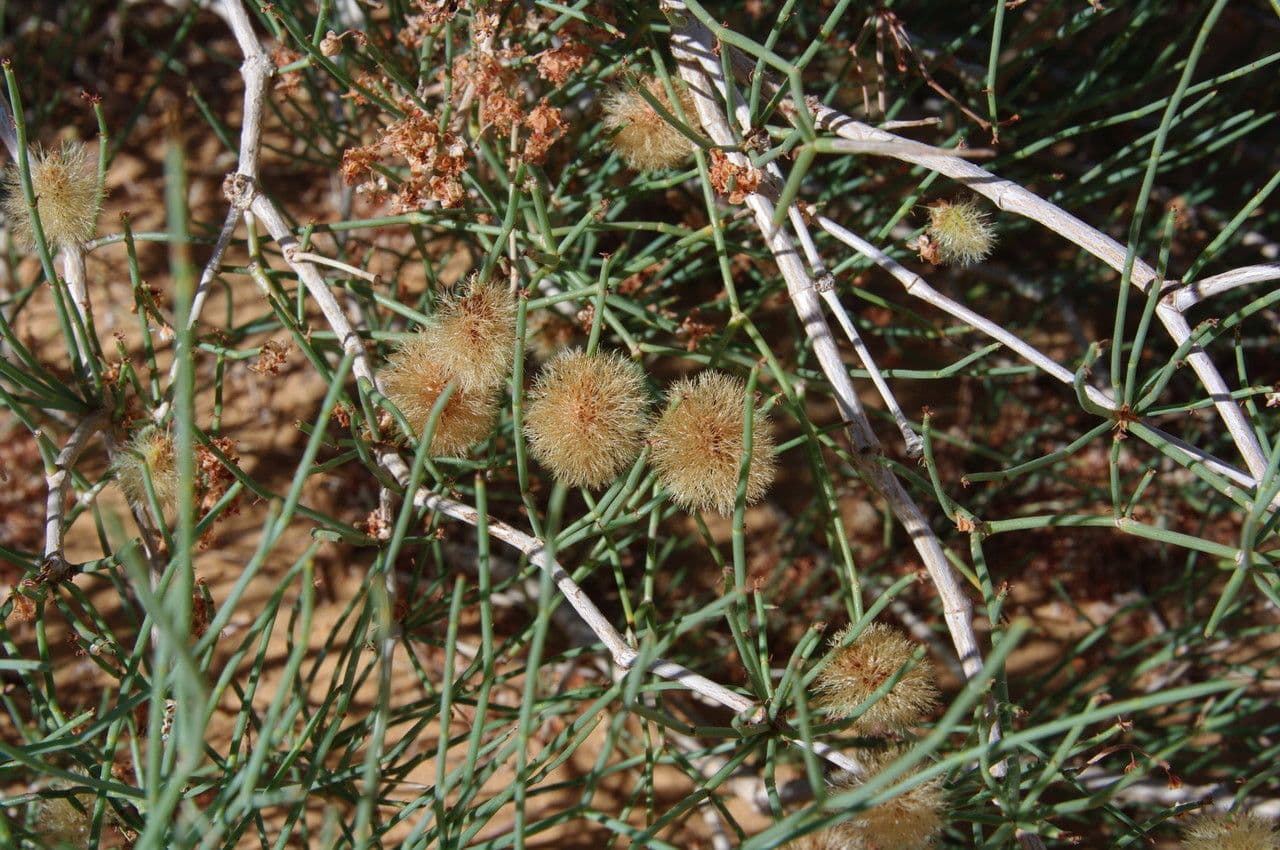 Knochenstrauch 21