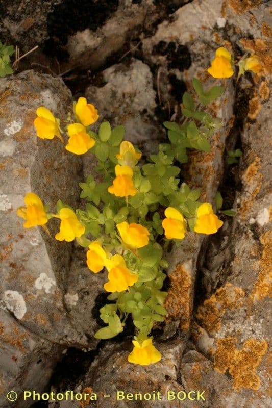 Linaria 6