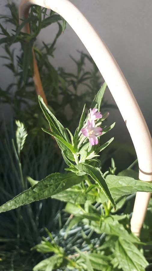 Garofanino quadrangolare 7