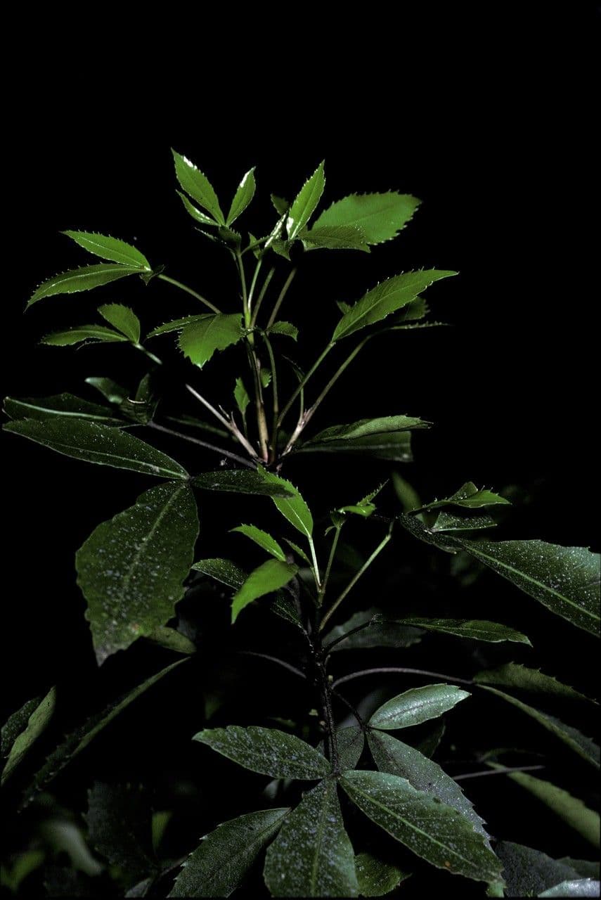 Raukaua simplex 4