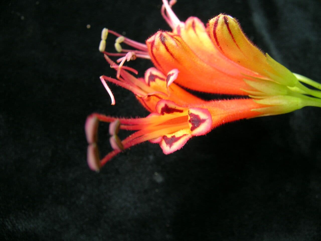 Kleinblütige Lippenstiftblume 8