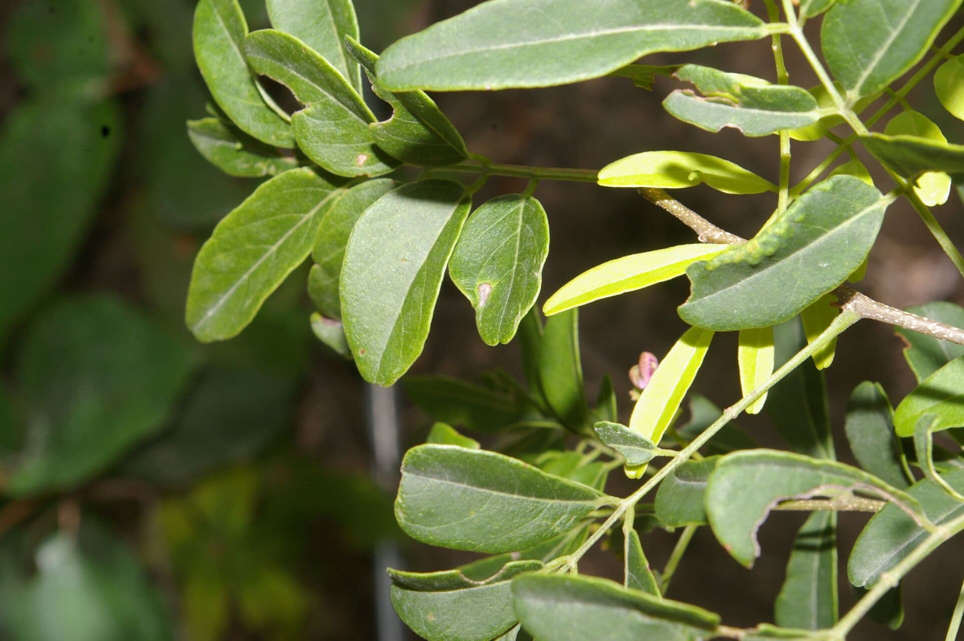 Lonchocarpus lanceolato 12