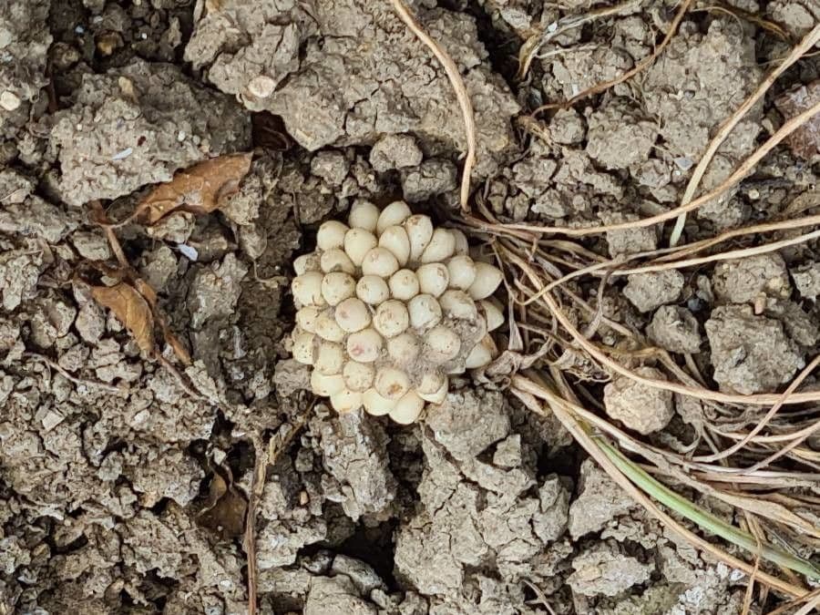 Schmalblättriges Biarum