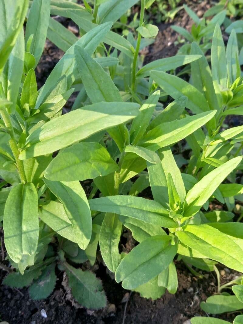 Camelina 19