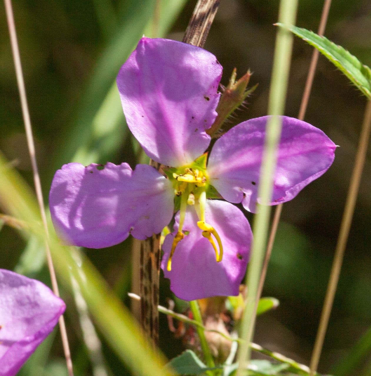 Rhexia virginica