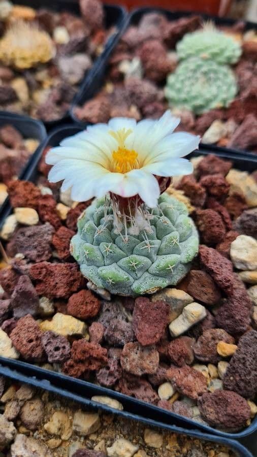 Strombocactus 7
