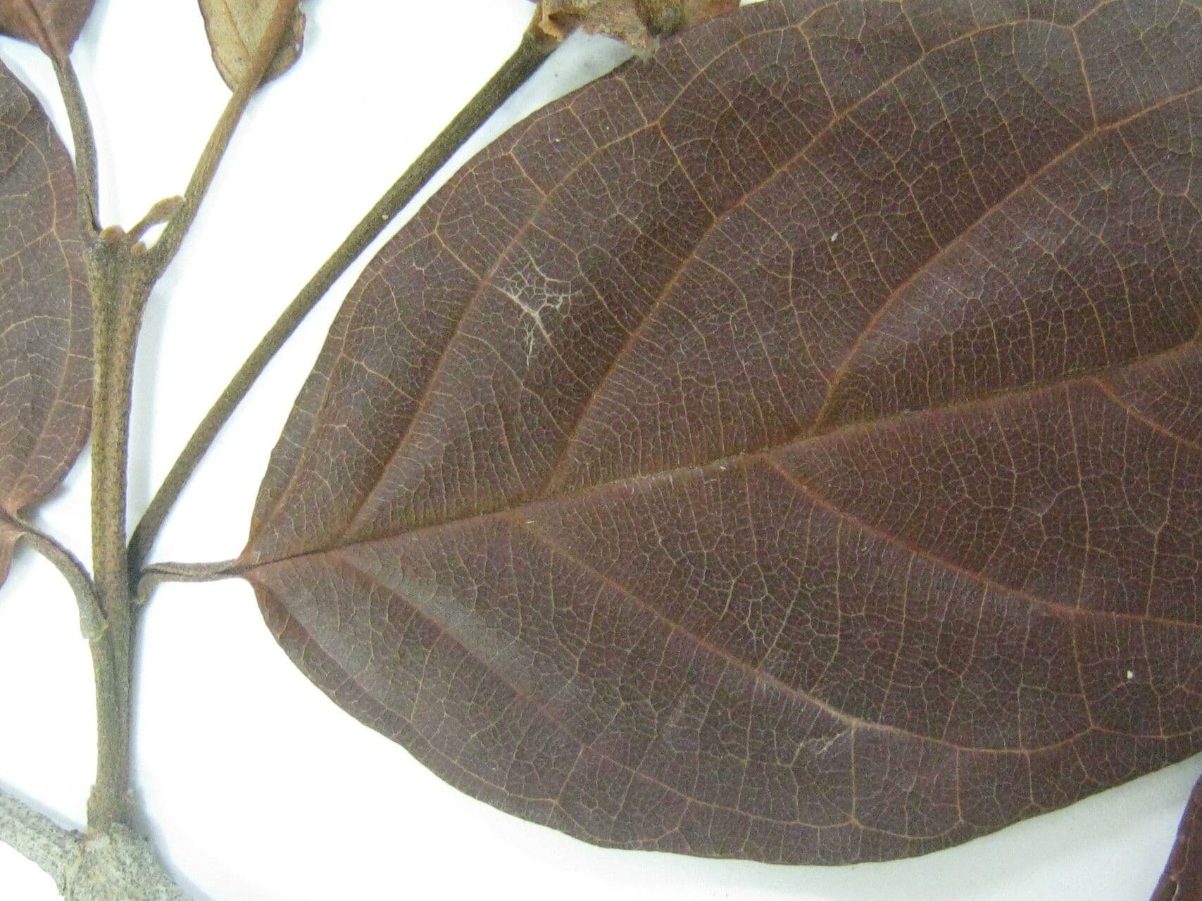 Campomanesia 6