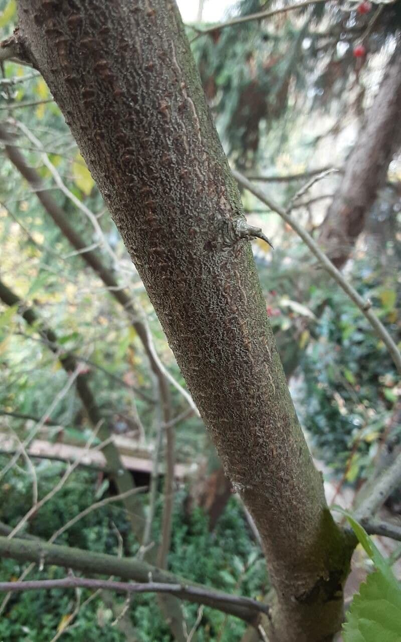 Elaeagnus multiflora 21
