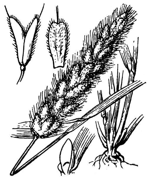 Bürstengras 27