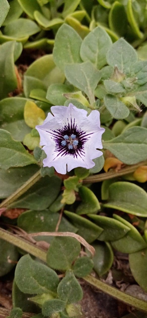 Kriechende Nolane 10