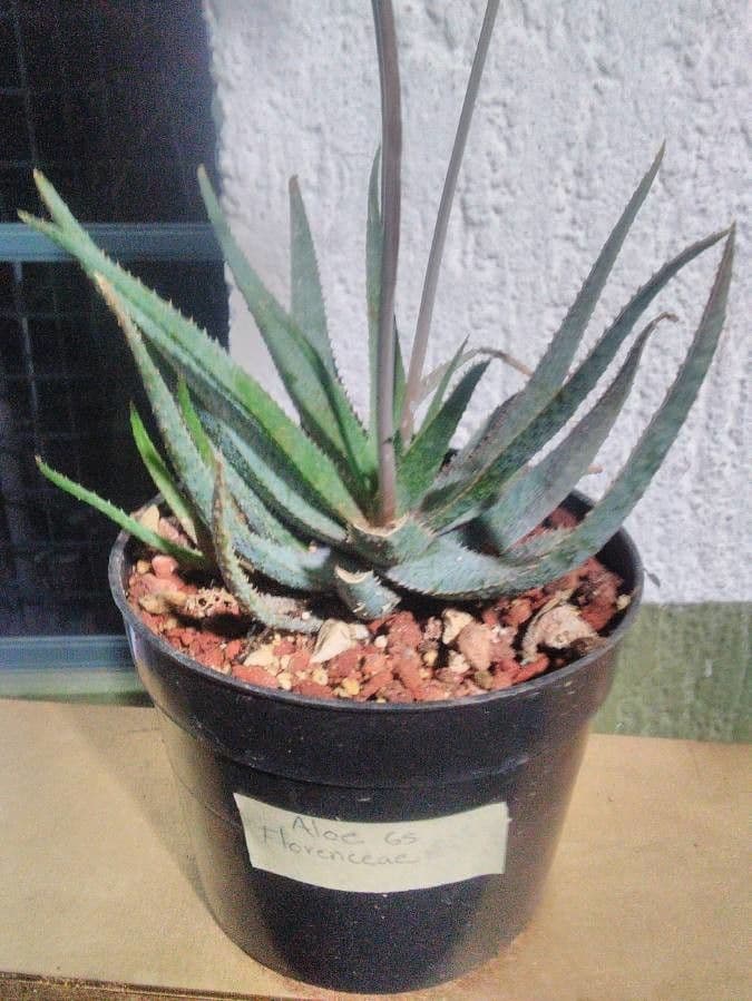 Aloe di Florence