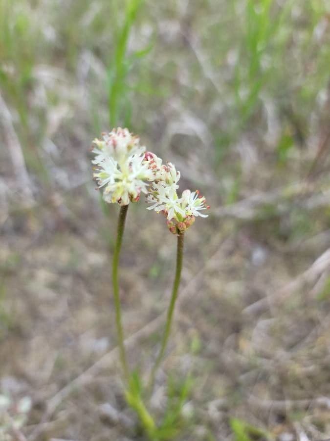 Asperula lepivá 5