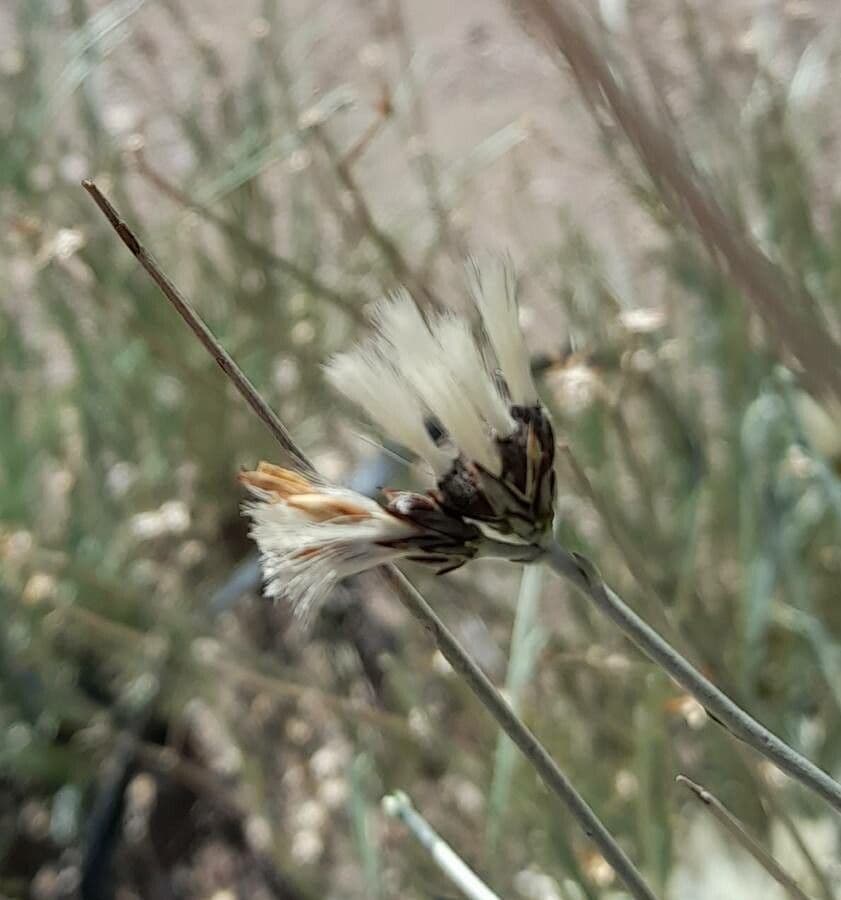 Hyalis 4
