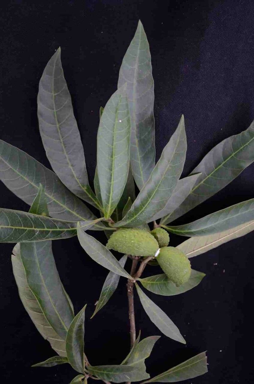 Tabernaemontana catharinensis