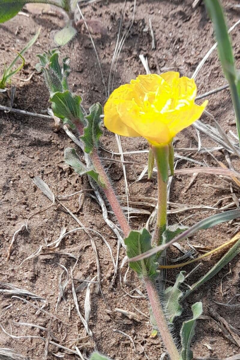 Onagra odorata 3