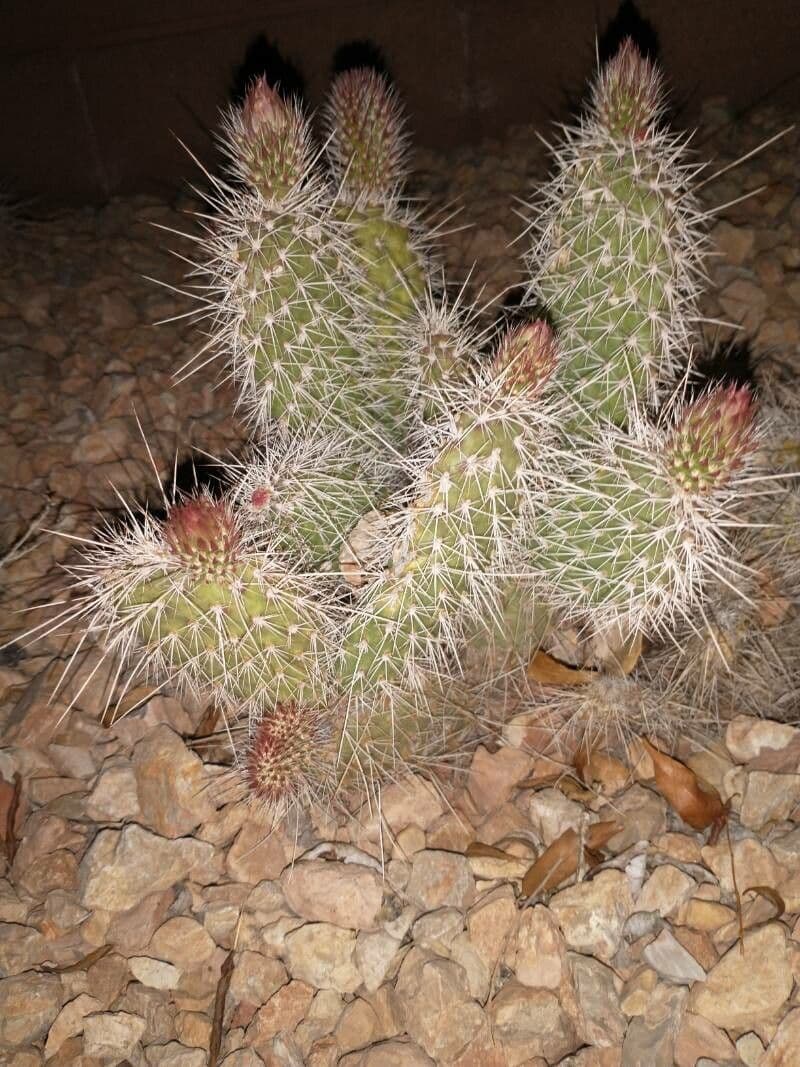 Nopal espinoso 4