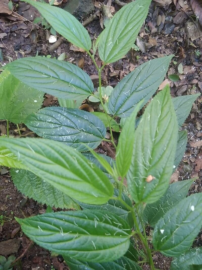 Trema canapa 10