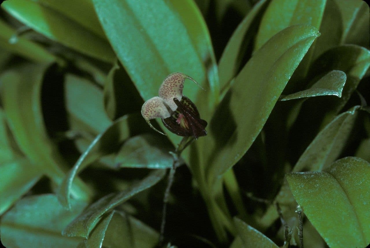 Scaphosepalum 4
