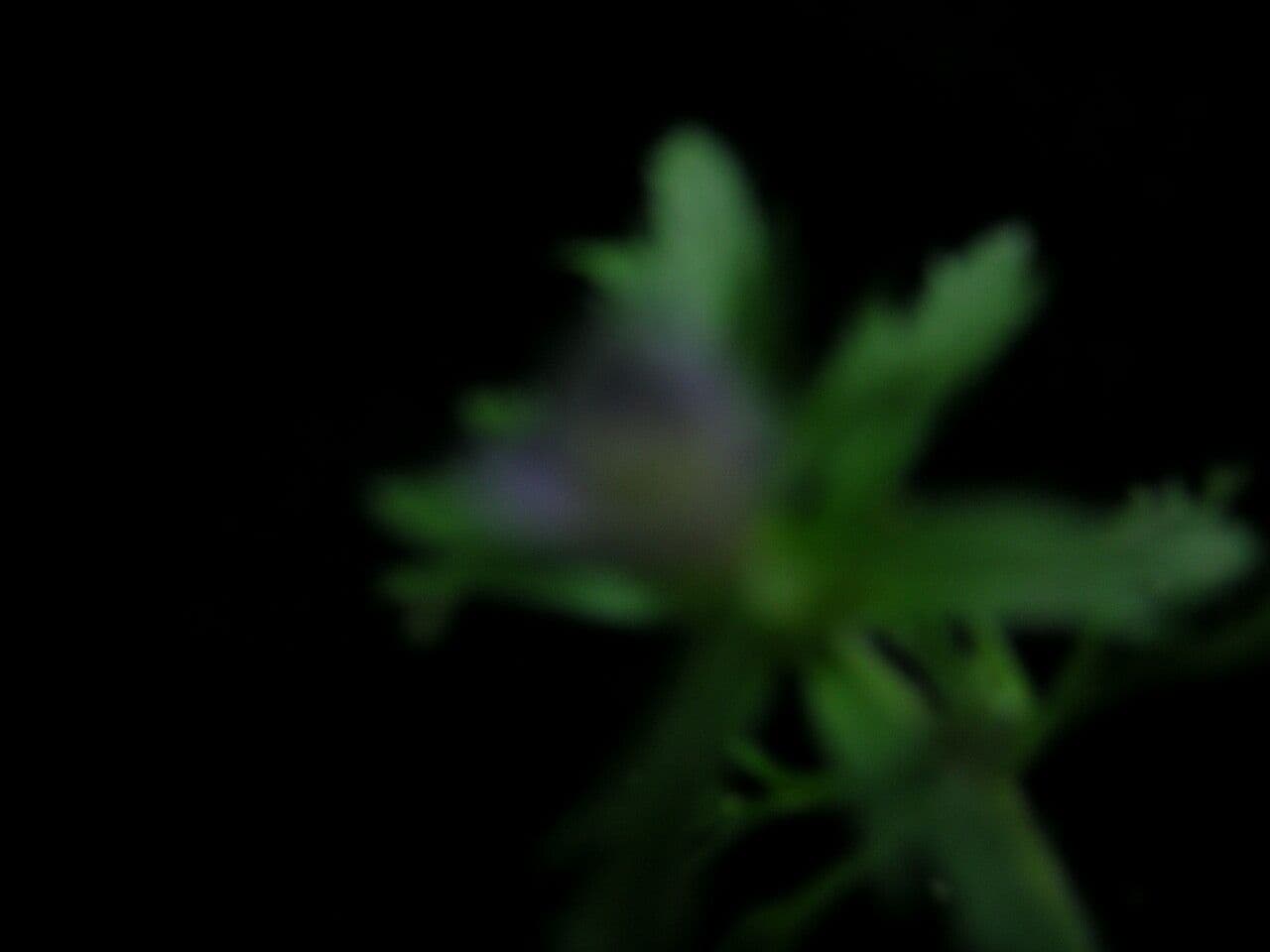 Limnophila 3