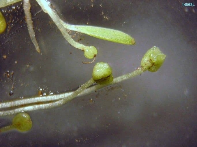 Stella d'acqua marginata