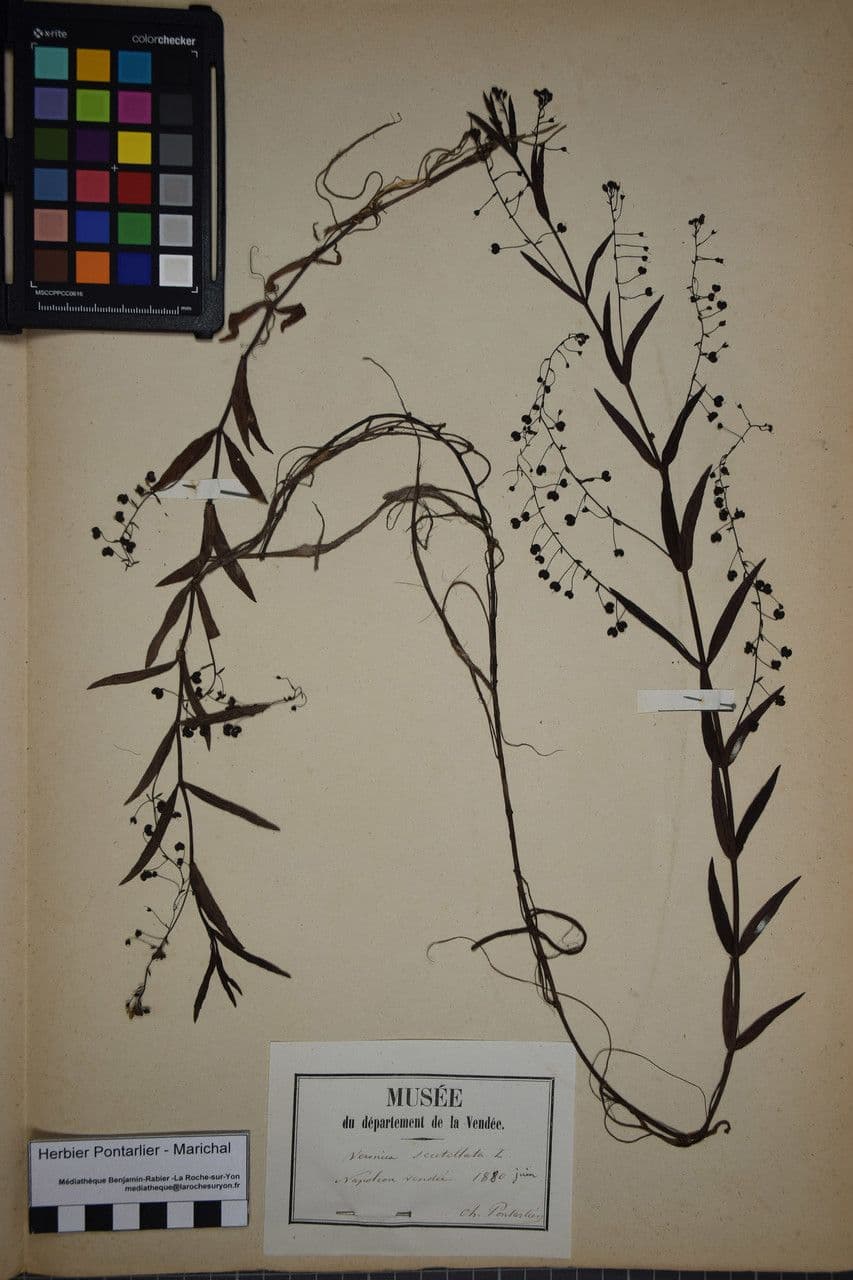 Veronica scudata 26
