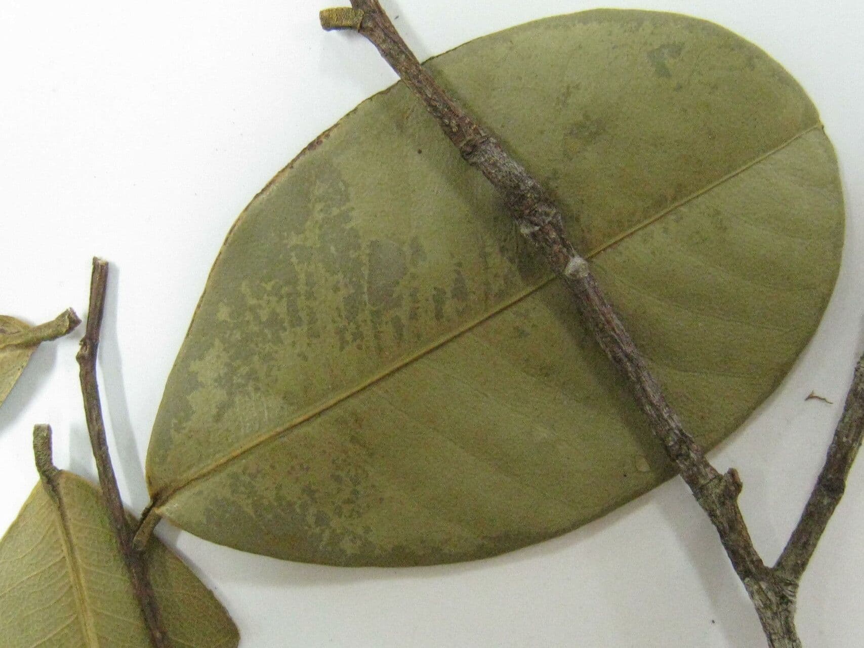 Eschweilera 2