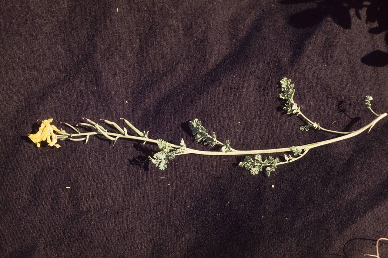 Corydalis dorada 16