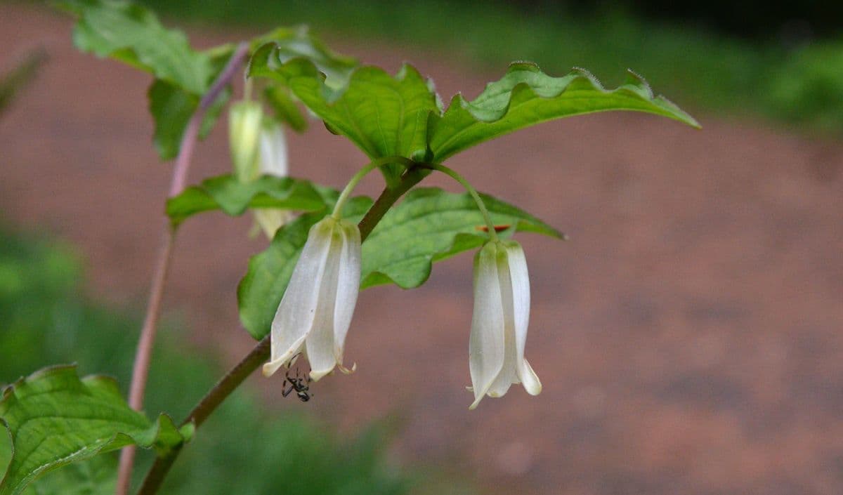 Prosartes 6