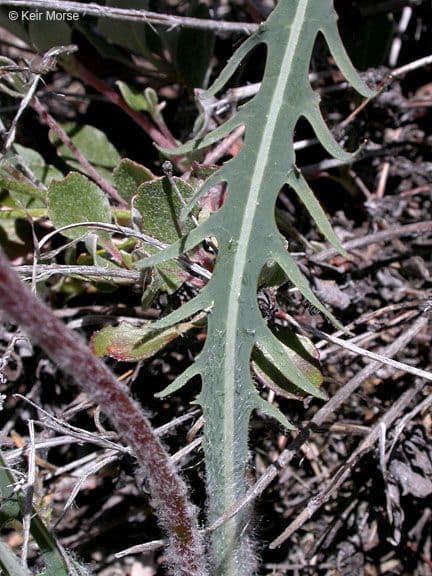 Agoseris retrorsa 17