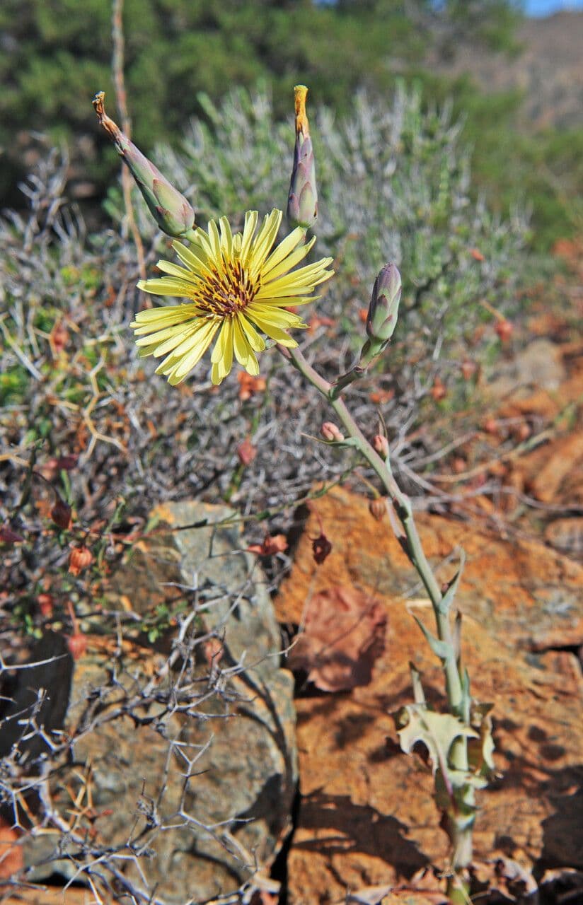 Lattuga tuberosa 7
