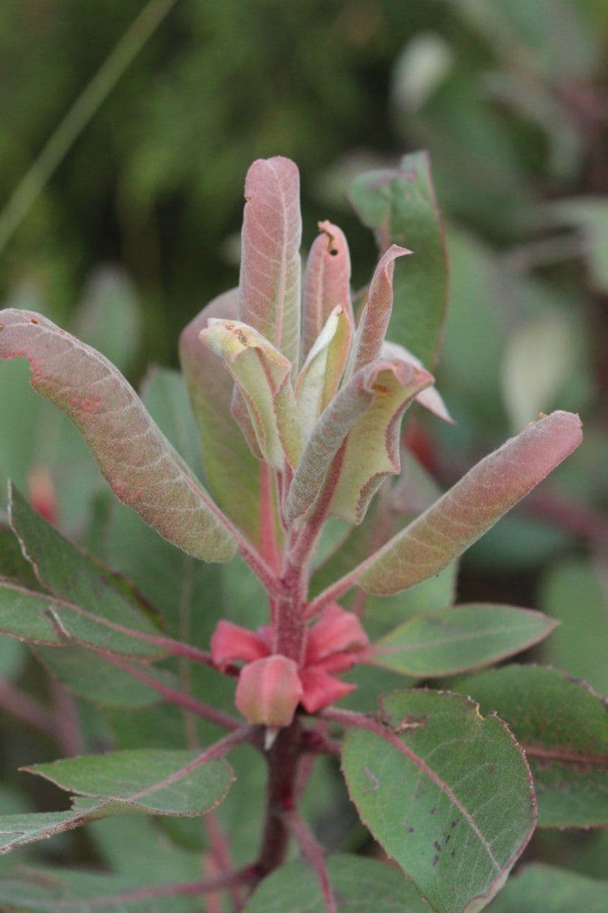 Arbutus xalapensis 6