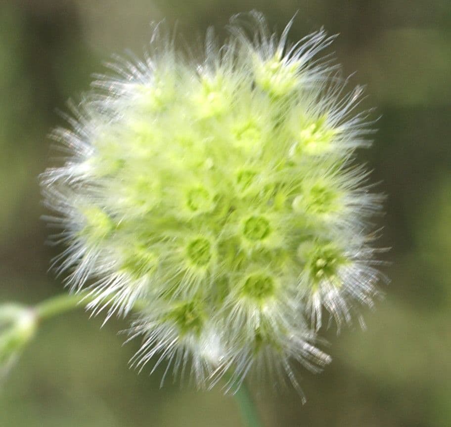 Kmín 6