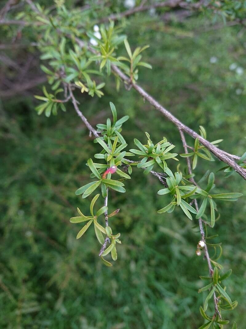 Kunzea ambigua 7