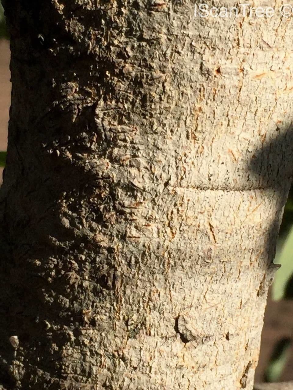 Pseudolachnostylis 16