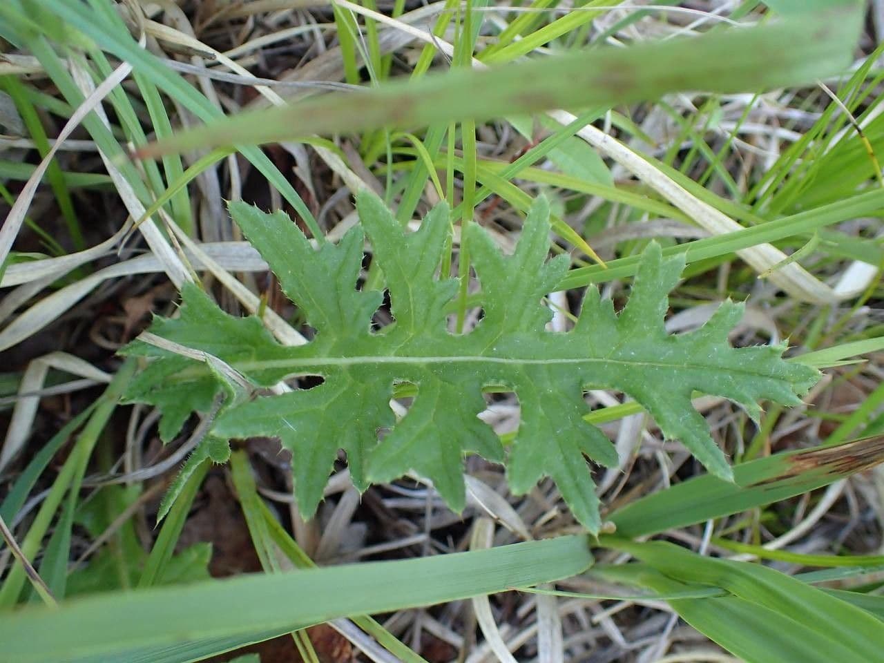 Knollen-Distel 16