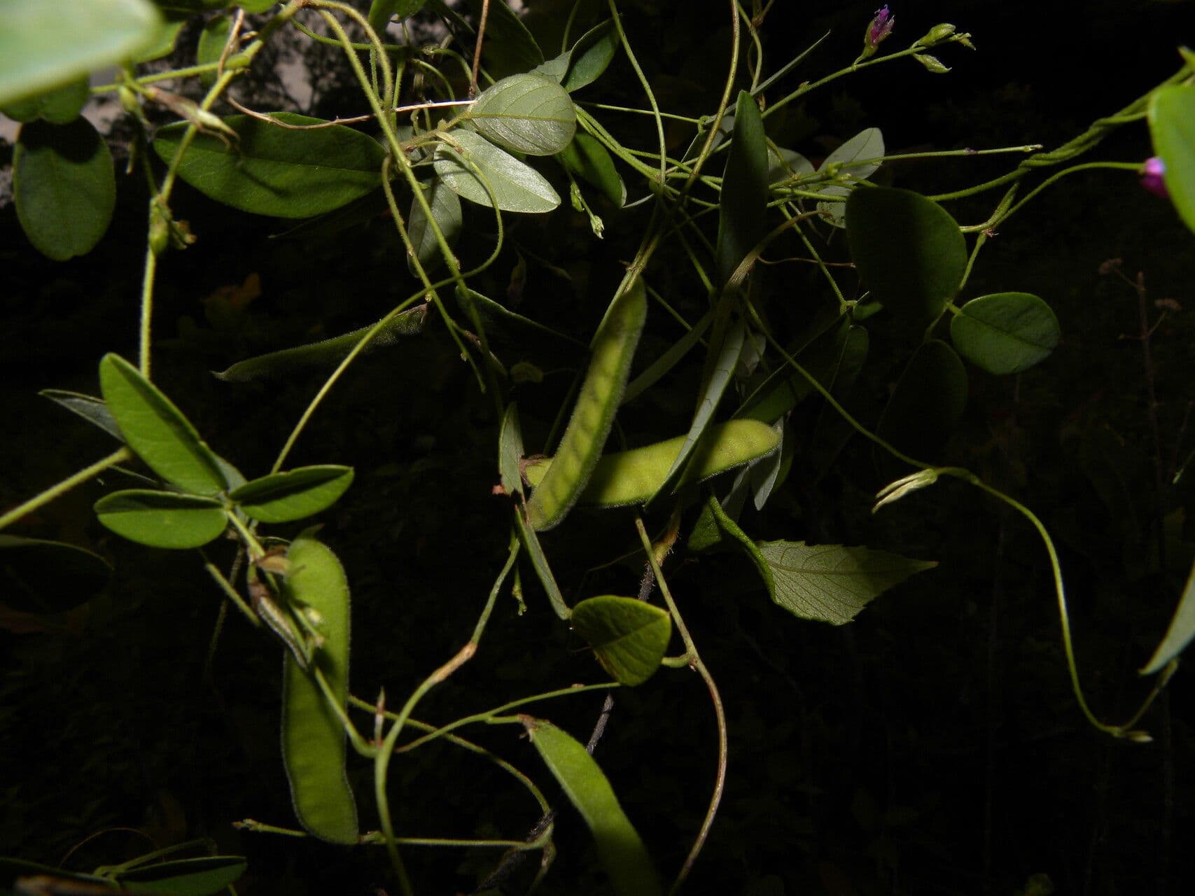 Galactia striata 2