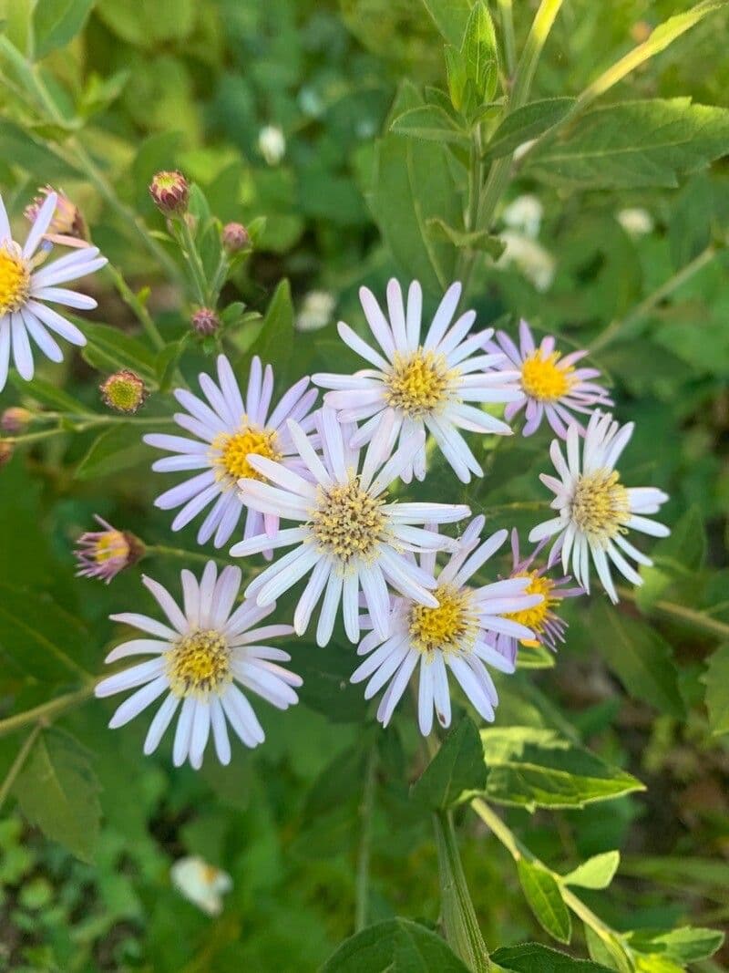 Aster ageratoides 2