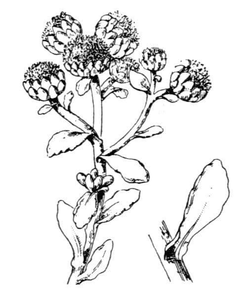 Achillea marittima 26
