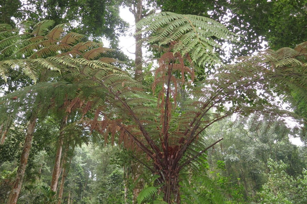 Dicksonia di Blume