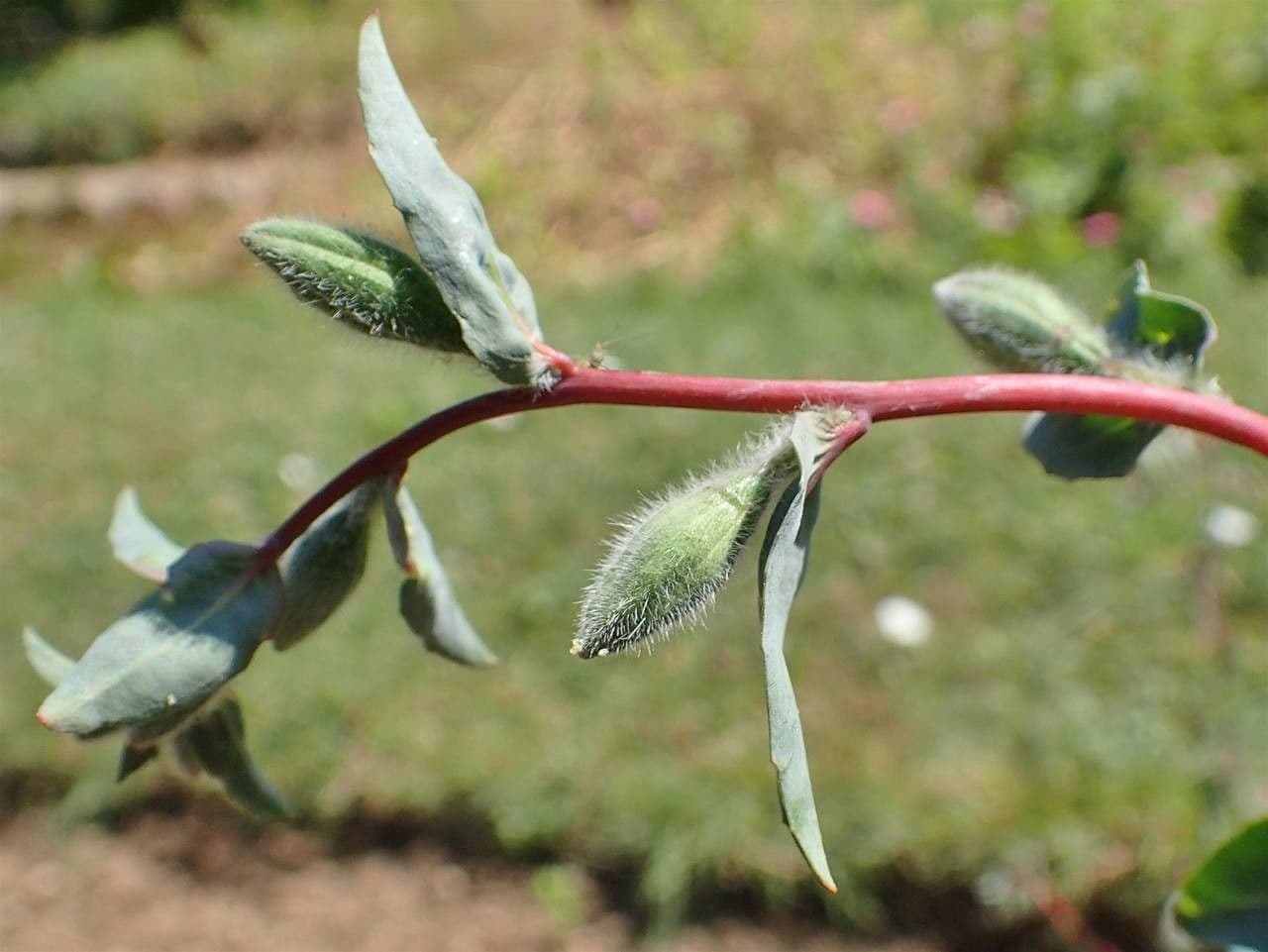 Clarkia amoena 21
