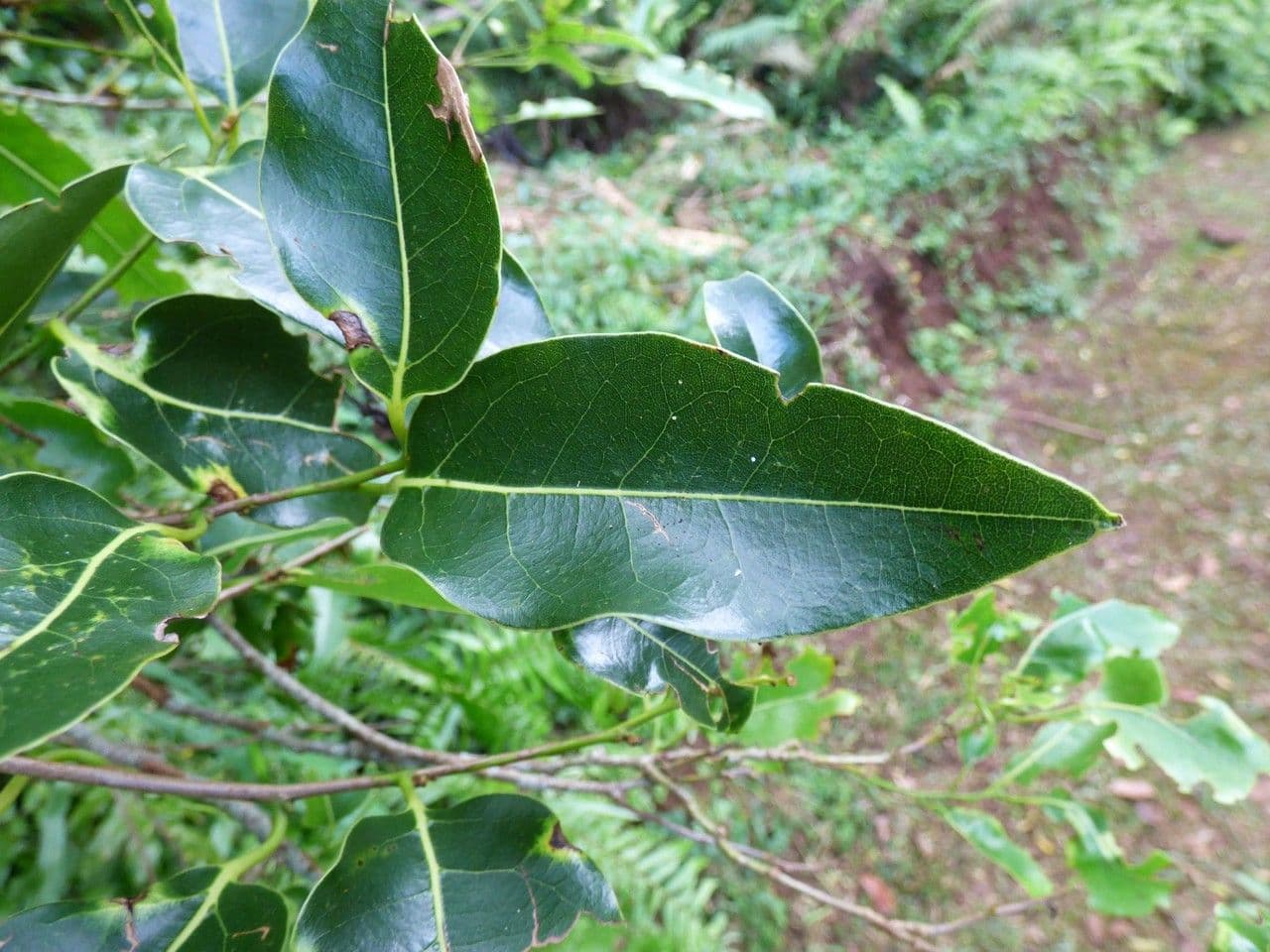 Ocotea 11