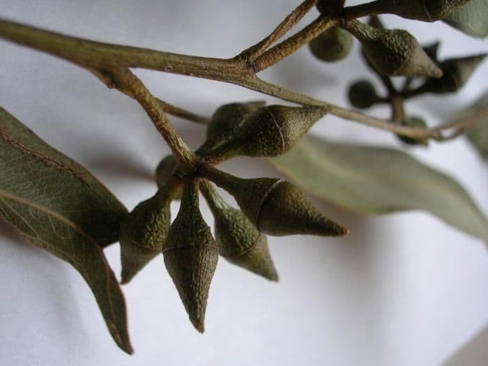 Glattschaliger Eukalyptus 2