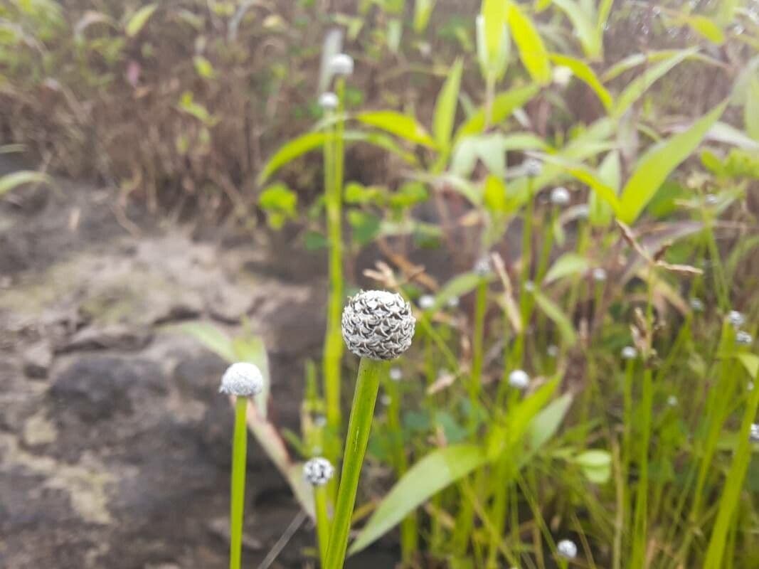 Eriocaulon acquatico 9