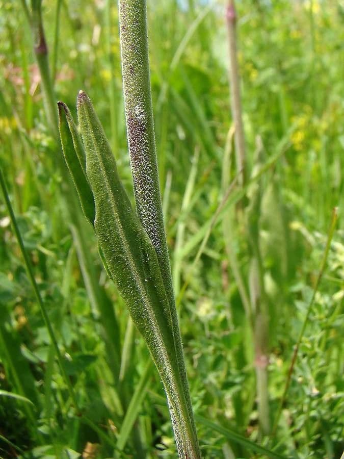 Silene 8