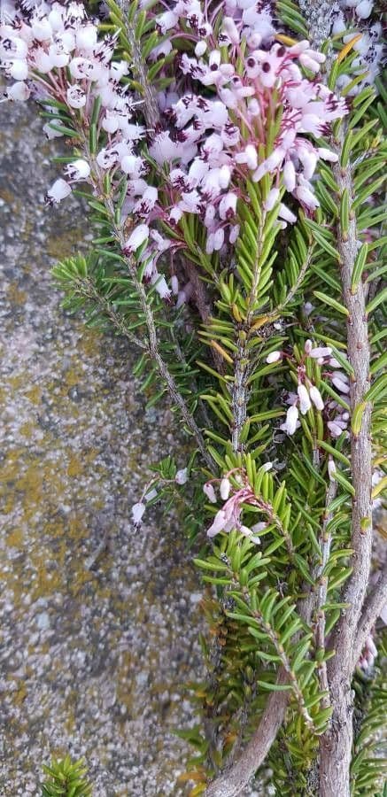 Cornwall-Heide 20